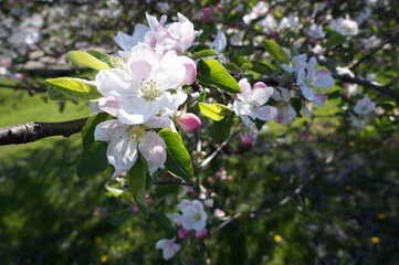Obraz na płótnie Canvas Apple tree blossoms in Spring