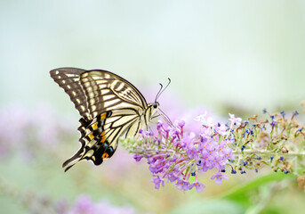 Swallowtail butterfly sucking nectar from flowers, which were taken in Tokyo, Japan. Papilio Xuthus.