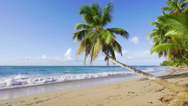 Beautiful green palm tree against the background of sea waves. White sandy beach on the idyllic tranquil coastline of the peninsula. Palm jungle for honeymoon.
