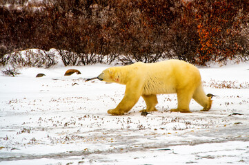 Polar bear waiting on the shore of Hudson Bay, near Churchill, Manitoba,  for the ice to freeze so he can go out and hunt seals.