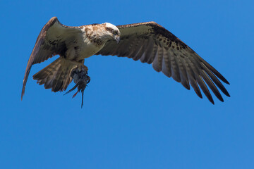 A female osprey fishing for her family and catching a water bird instead of a fish - the hicks did not seem to mind! She concentrates as she lands back at her nest