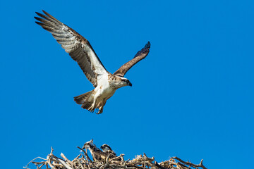 Osprey in flight with wings fully out stretched riding the thermals
