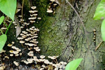 Closeup of Colorful Mushrooms growing from the ground above the trees in the forest at Thailand.