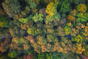 Deciduous autumn forest, aerial view, pattern or texture.