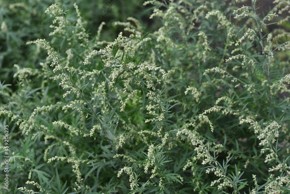 Canvas Prints Japanese mugwort flowers. Asteraceae perennial grass. Wild vegetables and herbal medicine material.