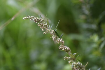 Japanese mugwort flowers. Asteraceae perennial grass. Wild vegetables and herbal medicine material.