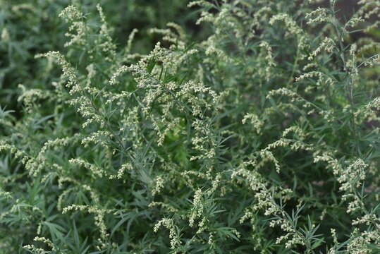 Japanese mugwort flowers. Asteraceae perennial grass. Wild vegetables and herbal medicine material.