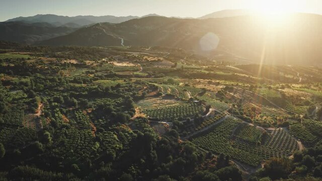 Sunset vineyards plantation on France mountain hills. Aerial green grape bushes fields in wild rural countryside landscape. Highland range agriculture in Europe. Eco tourism. Sunset nature background