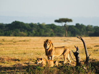 Wild African lions, male and female on the grass, Masai Mara. Kenya, Africa