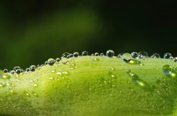 A macro image of water droplets after a rain shower on a leaf . Natural background for input text. Soft and grain effect.