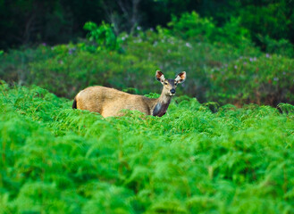 Wild deer in the nature of the park, female deer, wild deer Khao Yai National Park, Thailand
