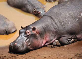   Hippopotamus in the African forest. Wildlife, wild animals, national park


