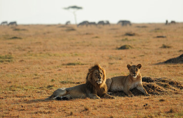 Wild African lions, male and female on the grass, Masai Mara. Kenya, Africa

