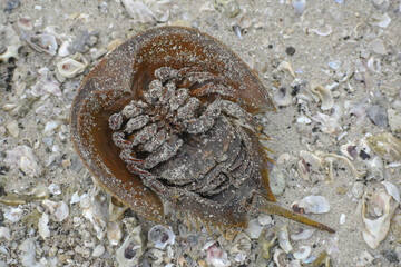 Dead horseshoe crab on the sand