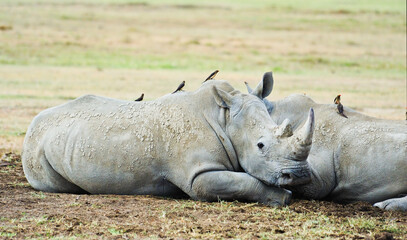 White Rhinoceros grazing grass in the Maasai Mara, Kenya
