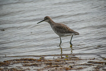Sandpiper bird in the rainy beach shore