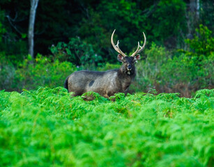 Wild deer in the nature of the park, female deer, wild deer Khao Yai National Park, Thailand

