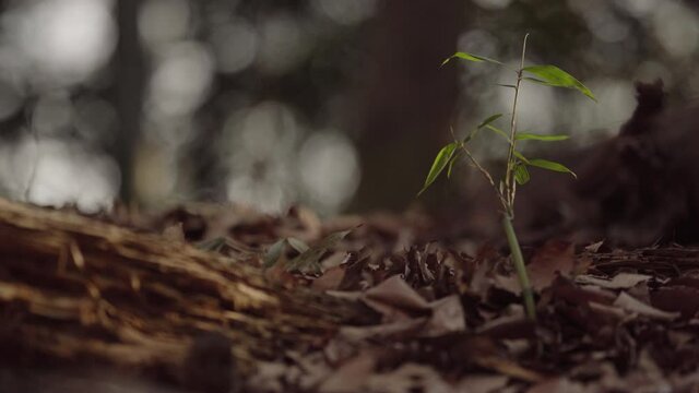 Renewable forest environment where buds grow even when cut (2)