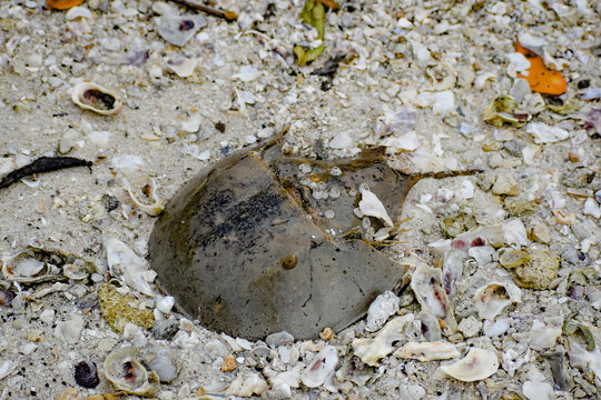 Dead horseshoe crab on the sand