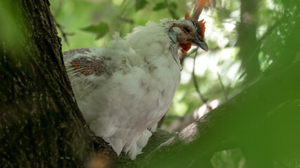 bird, natur, tier, wild lebende tiere, schnabel, wild, braun, baum, 