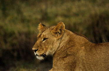 Obraz na płótnie Canvas Wild African lioness, Masai mara, Kenya, Africa 