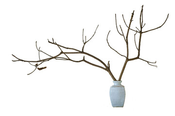 Dried tree on white background