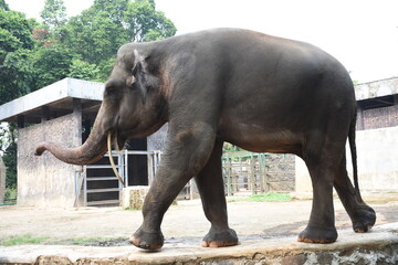 Naklejka na ściany i meble Big old Asian elephant at the zoo cage