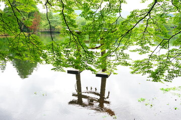 湯布院 金鱗湖 天祖神社の鳥居