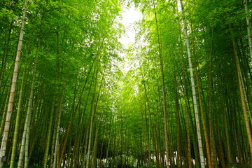 Fototapeta na wymiar Green Fresh Bamboo Forest in Oita, Japan - 日本 大分県 別府公園 竹林 
