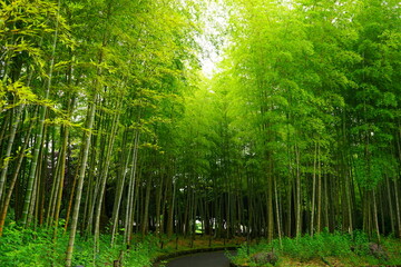 Green Fresh Bamboo Forest in Oita, Japan - 日本 大分県 別府公園 竹林	