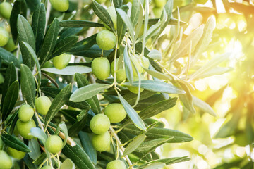 Close-up green olives on the tree at sunrise.
