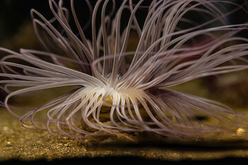 カラフルなイソギンチャク