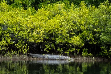 Zelfklevend Fotobehang A large 5 metre Saltwater crocodile in the Daintree Rainforest, Cape Tribulation, Australia. It is at Cooper Creek resting on the bank.  © Debra