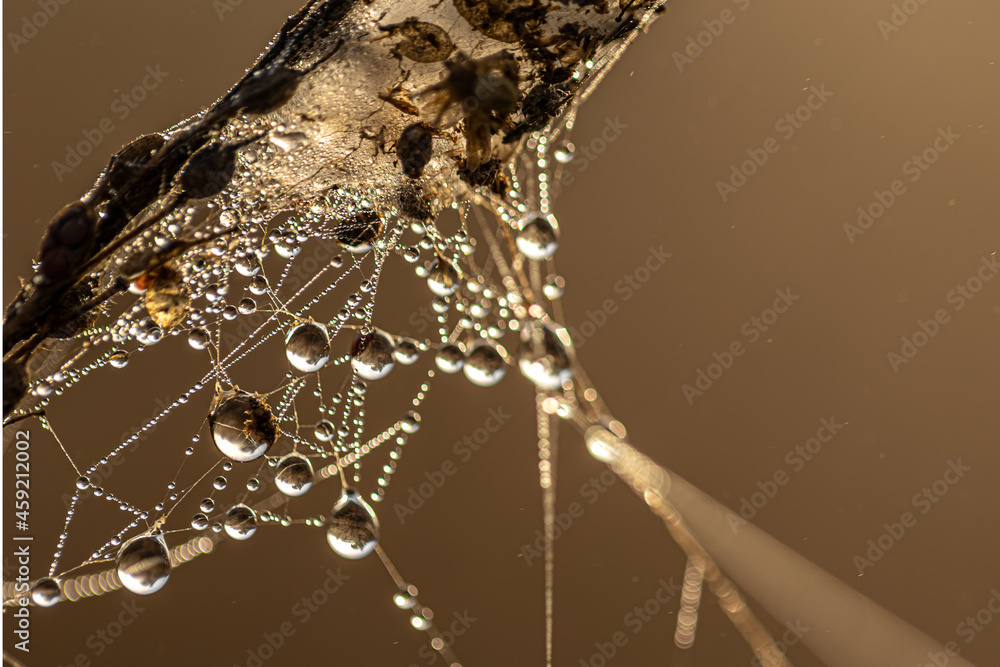 Wall mural close-up of dew drops on a spider web in the rays of the sun.