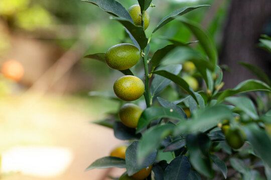 Close up of organic kumquat fruit on tree	
