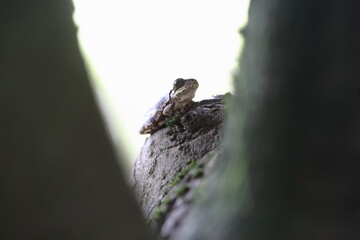 枝と枝の間に静かに座って雨を待つアマガエル