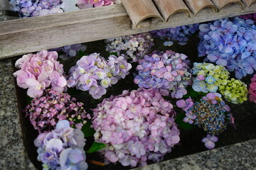 Colorful Hydrangea Flower floating on Water, Image of Japanese Rain Season - 花手水 水に浮いた花 紫陽花	