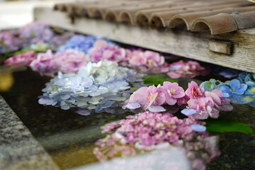 Colorful Hydrangea Flower floating on Water, Image of Japanese Rain Season - 花手水 水に浮いた花 紫陽花	