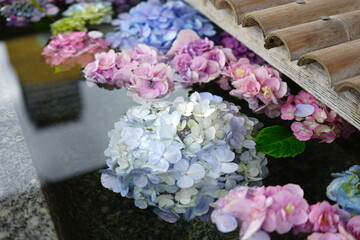 Colorful Hydrangea Flower floating on Water, Image of Japanese Rain Season - 花手水 水に浮いた花 紫陽花	