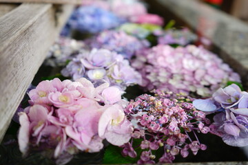 Colorful Hydrangea Flower floating on Water, Image of Japanese Rain Season - 花手水 水に浮いた花 紫陽花	