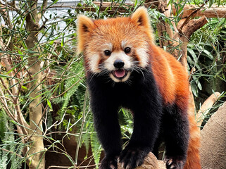 Front face Red Panda stand on the tree, Animal Kingdom, Kobe