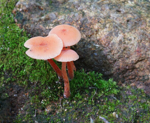 close up on pink mushroom on the ground