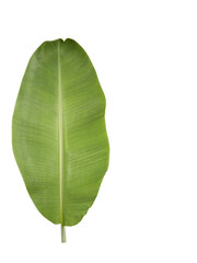Nature pattern, fresh banana leaf, green color. Isolated. White background. Copy Space.