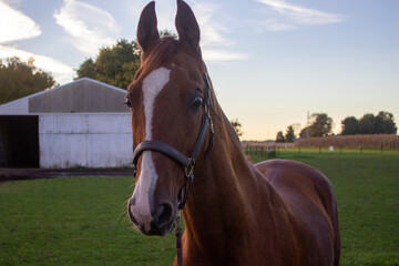 Portrait of a chestnut American Saddlebred horse in a pasture at sunset