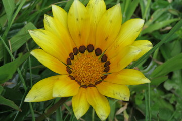 Gazania Rigens, Treasure Flower