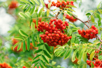 A branch of a rowan tree with juicy red berries on a background of green foliage