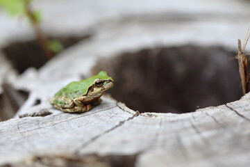 木の切り株の穴の前で雨乞いするアマガエル