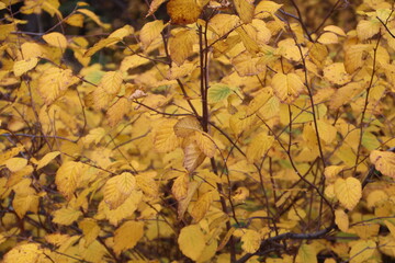 Autumn Foliage, U of A Botanic Gardens, Devon, Alberta © Michael Mamoon