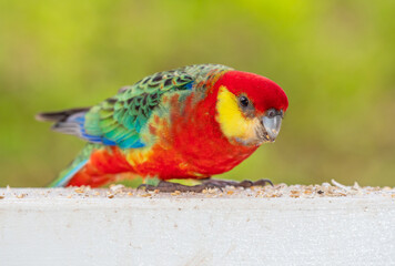 A Male Western Rosella Feeding