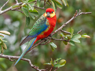 A Male Western Rosella in the Rain